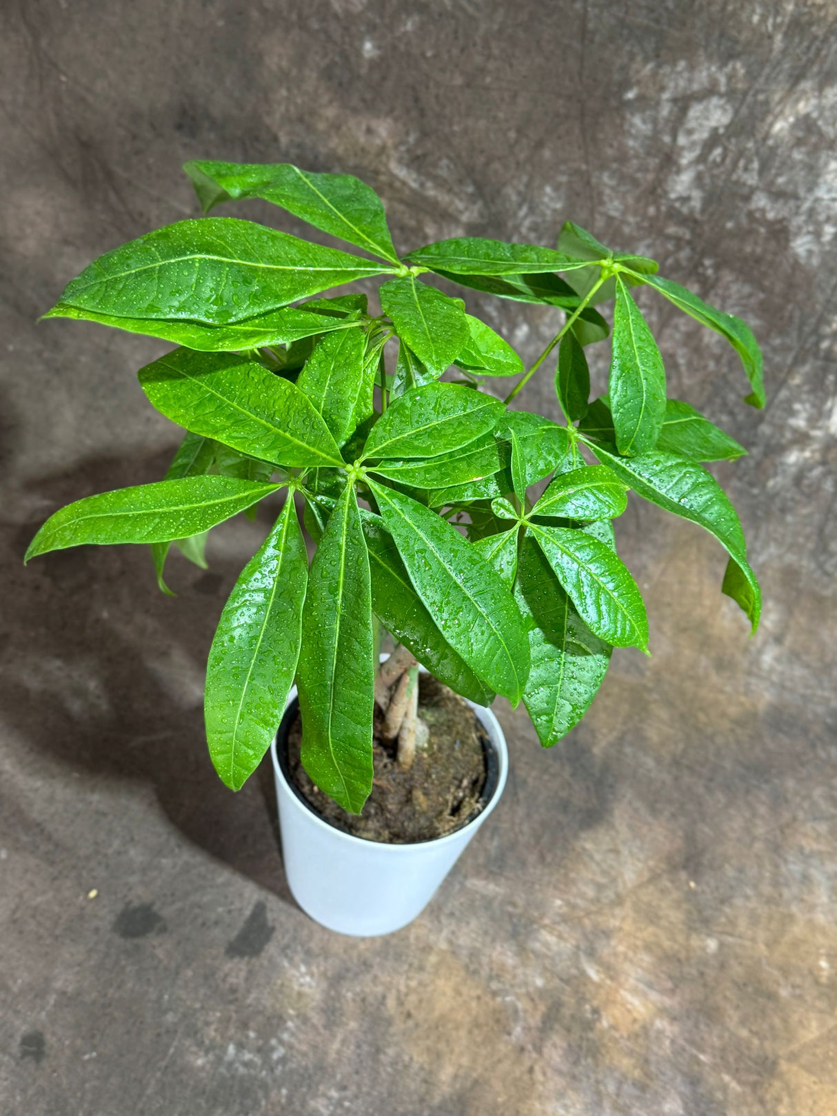 Money Tree in 4" Decorative Pot – Pachira Aquatica – Live Indoor Money Plant – Low Light Indoor Plant – Low Maintenance Houseplant – Air-Purifying Plant