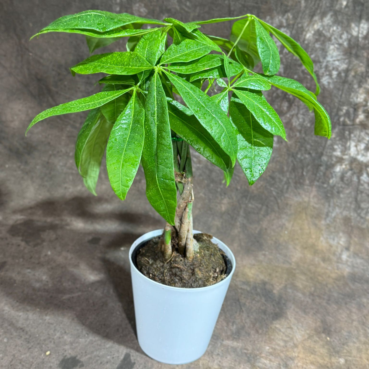 Money Tree in 4" Decorative Pot – Pachira Aquatica – Live Indoor Money Plant – Low Light Indoor Plant – Low Maintenance Houseplant – Air-Purifying Plant