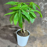 Money Tree in 4" Decorative Pot – Pachira Aquatica – Live Indoor Money Plant – Low Light Indoor Plant – Low Maintenance Houseplant – Air-Purifying Plant