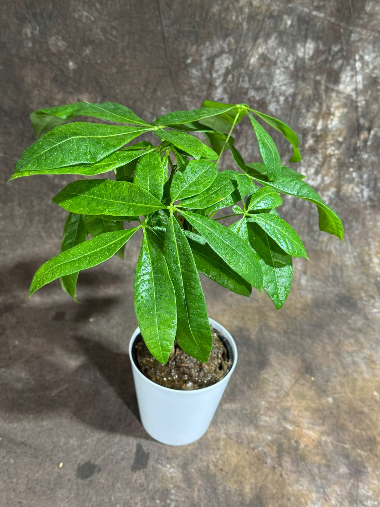 Money Tree in 4" Decorative Pot – Pachira Aquatica – Live Indoor Money Plant – Low Light Indoor Plant – Low Maintenance Houseplant – Air-Purifying Plant