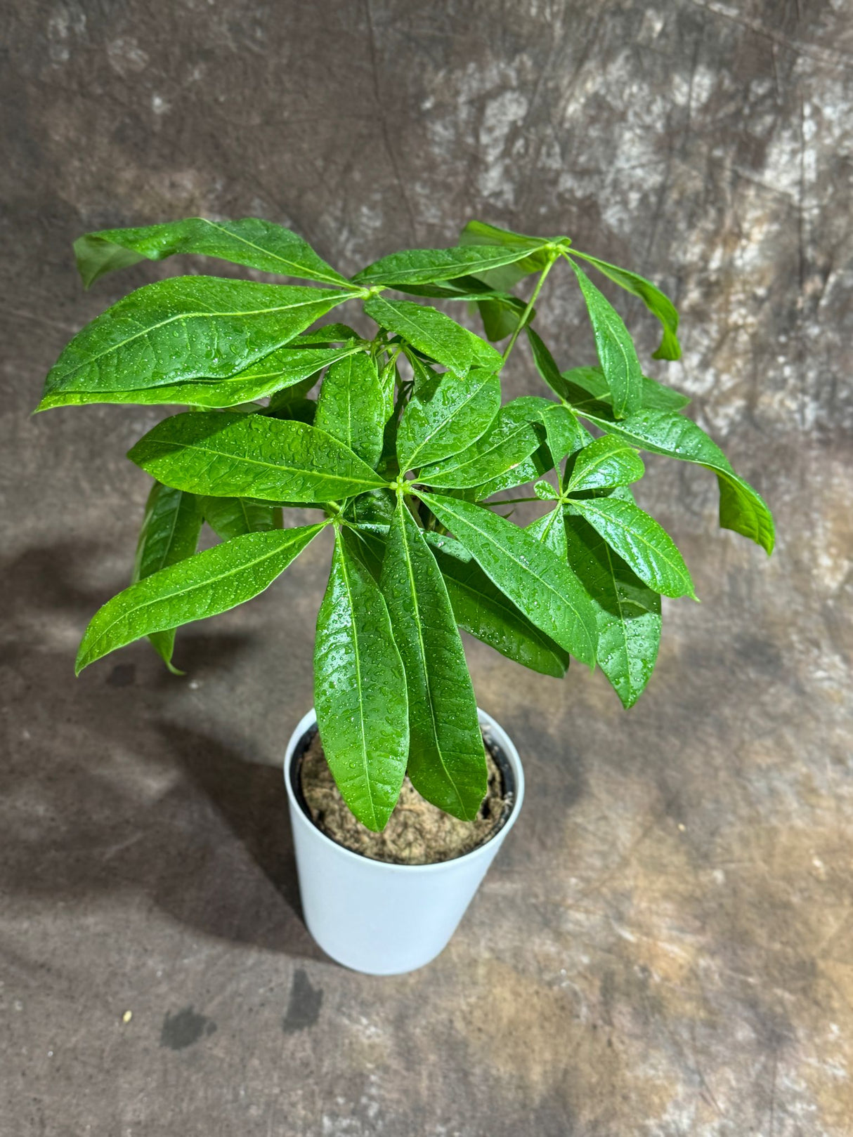 Money Tree in 4" Decorative Pot – Pachira Aquatica – Live Indoor Money Plant – Low Light Indoor Plant – Low Maintenance Houseplant – Air-Purifying Plant