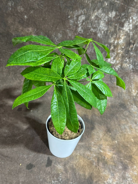 Money Tree in 4" Decorative Pot – Pachira Aquatica – Live Indoor Money Plant – Low Light Indoor Plant – Low Maintenance Houseplant – Air-Purifying Plant