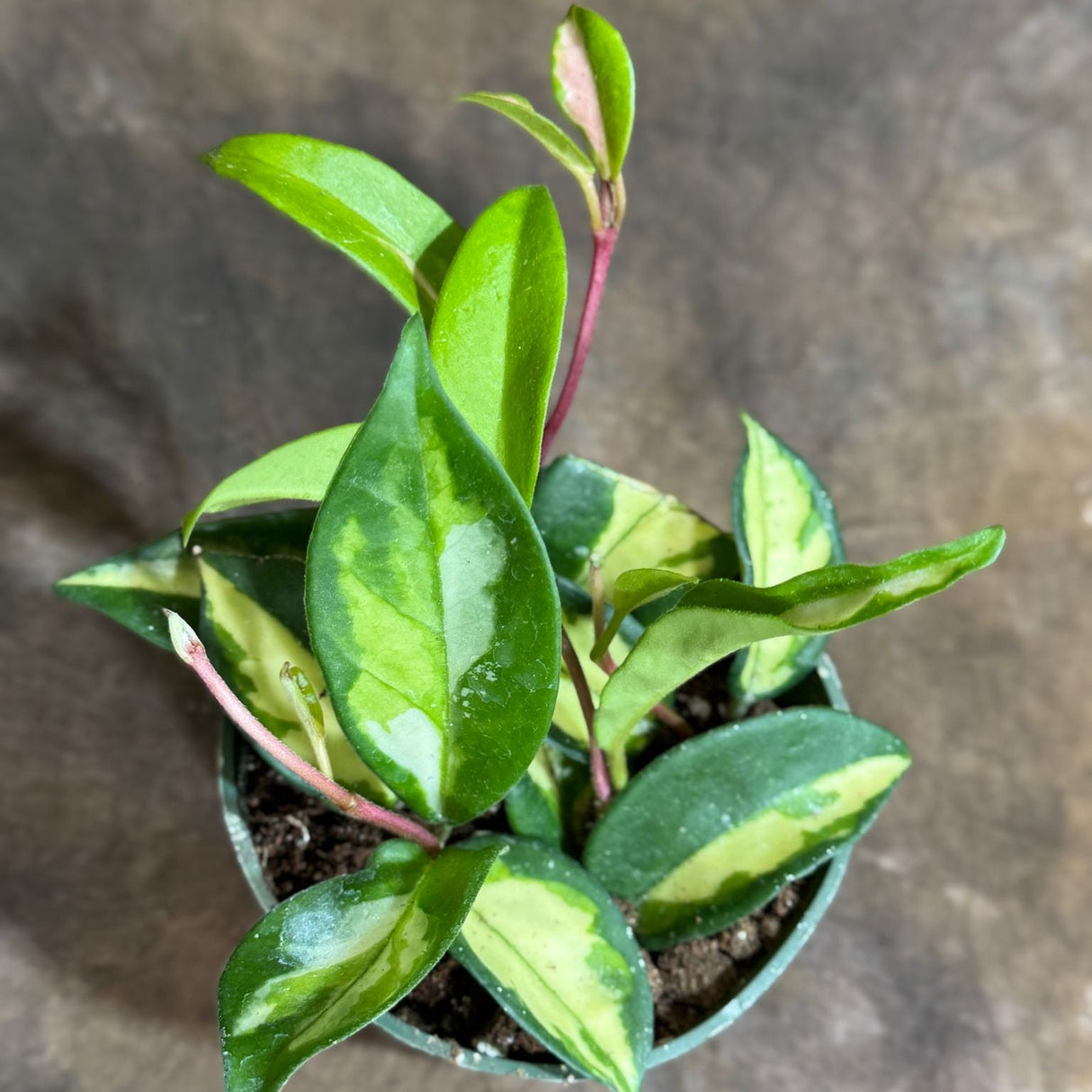 Hoya Carnosa Rubra "Mediopicta" in a 4" Grow Pot - Krimson Princess