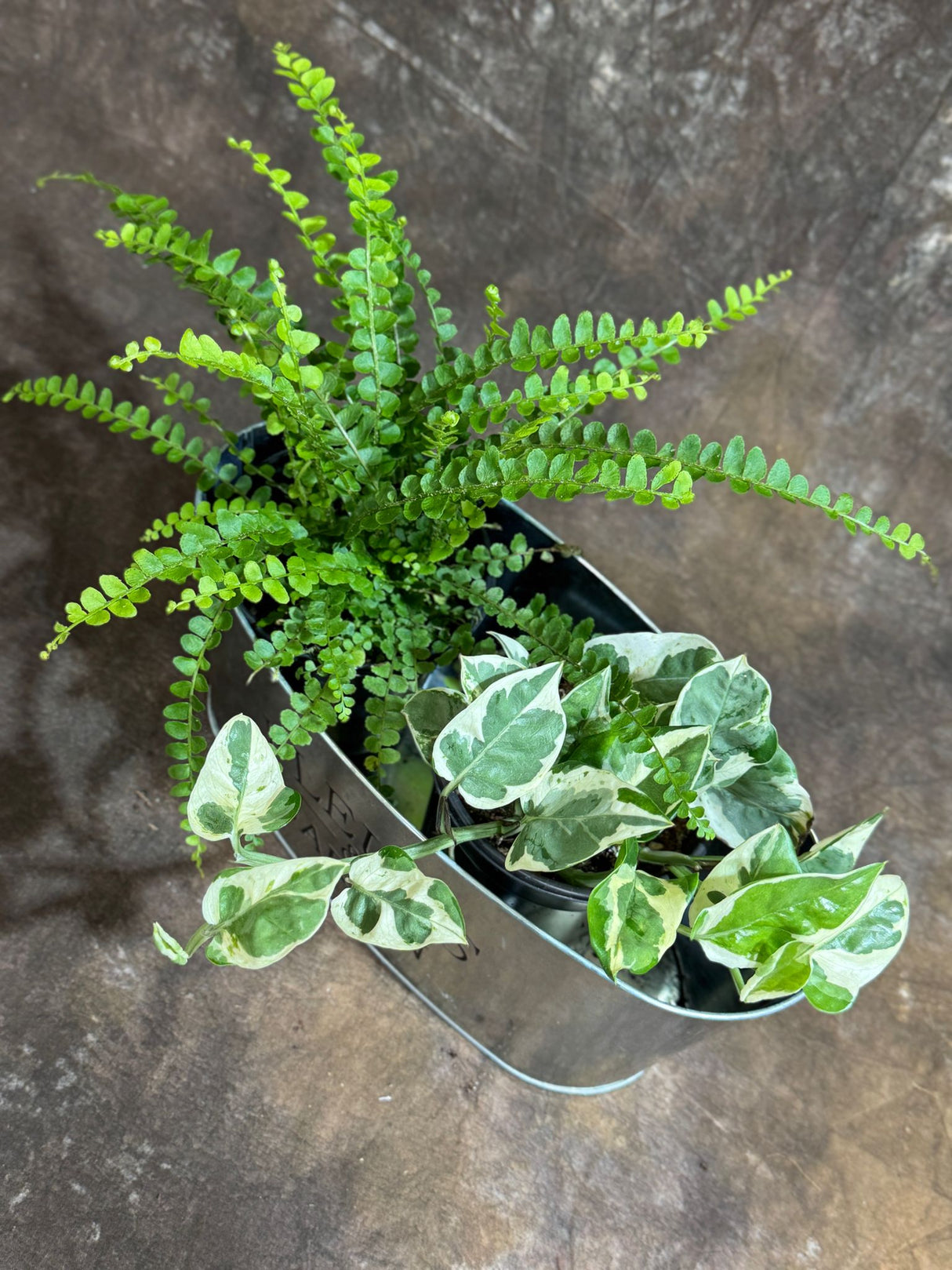 Dish Garden with Lemon Butten& Njoy Pothos in 4-Inch Pots – Live Indoor Plants in Decorative Metal Planter – Low Maintenance Greenery for Home or Office - Gift Plants