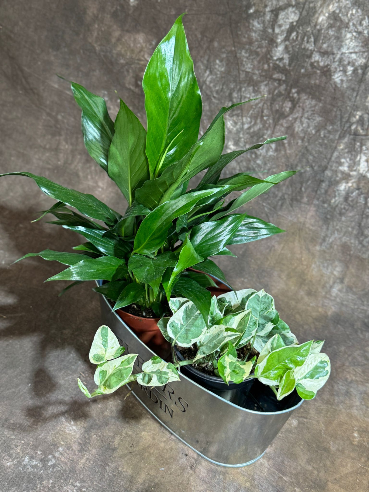 Indoor Plant Set of 2 in a Metal Tray - Dish Garden with Peace Lily & Njoy Pothos in 4-Inch Pots – Tranquil Dish Garden in Metal Tray – Lush Green Air Purifying Houseplants