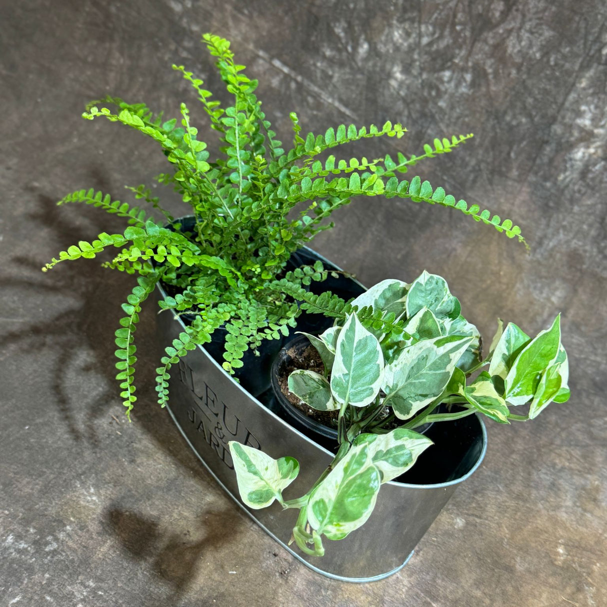 Dish Garden with Lemon Butten& Njoy Pothos in 4-Inch Pots – Live Indoor Plants in Decorative Metal Planter – Low Maintenance Greenery for Home or Office - Gift Plants