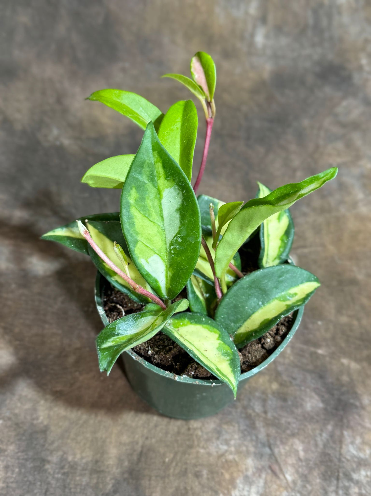 Hoya Carnosa Rubra "Mediopicta" in a 4" Grow Pot - Krimson Princess