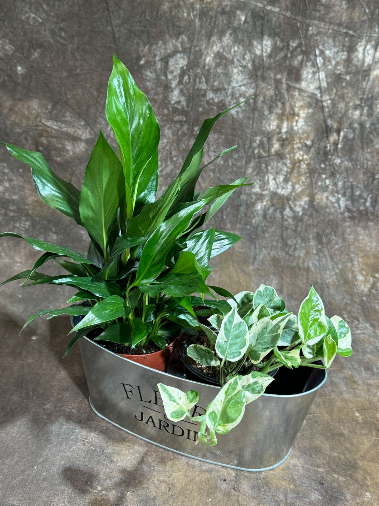 Indoor Plant Set of 2 in a Metal Tray - Dish Garden with Peace Lily & Njoy Pothos in 4-Inch Pots – Tranquil Dish Garden in Metal Tray – Lush Green Air Purifying Houseplants