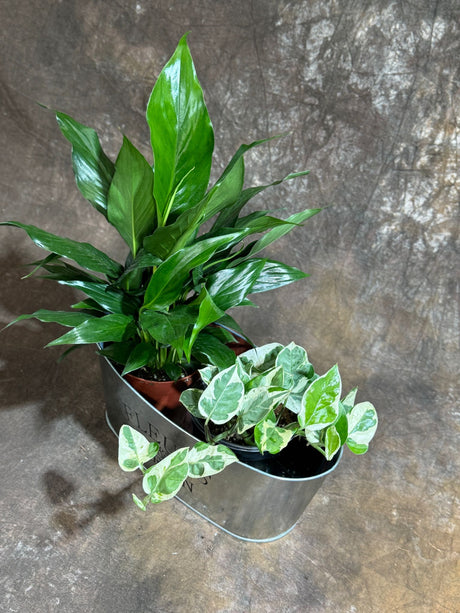 Indoor Plant Set of 2 in a Metal Tray - Dish Garden with Peace Lily & Njoy Pothos in 4-Inch Pots – Tranquil Dish Garden in Metal Tray – Lush Green Air Purifying Houseplants