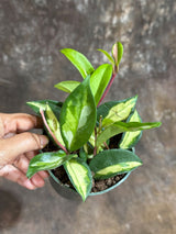 Hoya Carnosa Rubra "Mediopicta" in a 4" Grow Pot - Krimson Princess