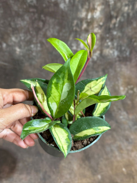 Hoya Carnosa Rubra "Mediopicta" in a 4" Grow Pot - Krimson Princess