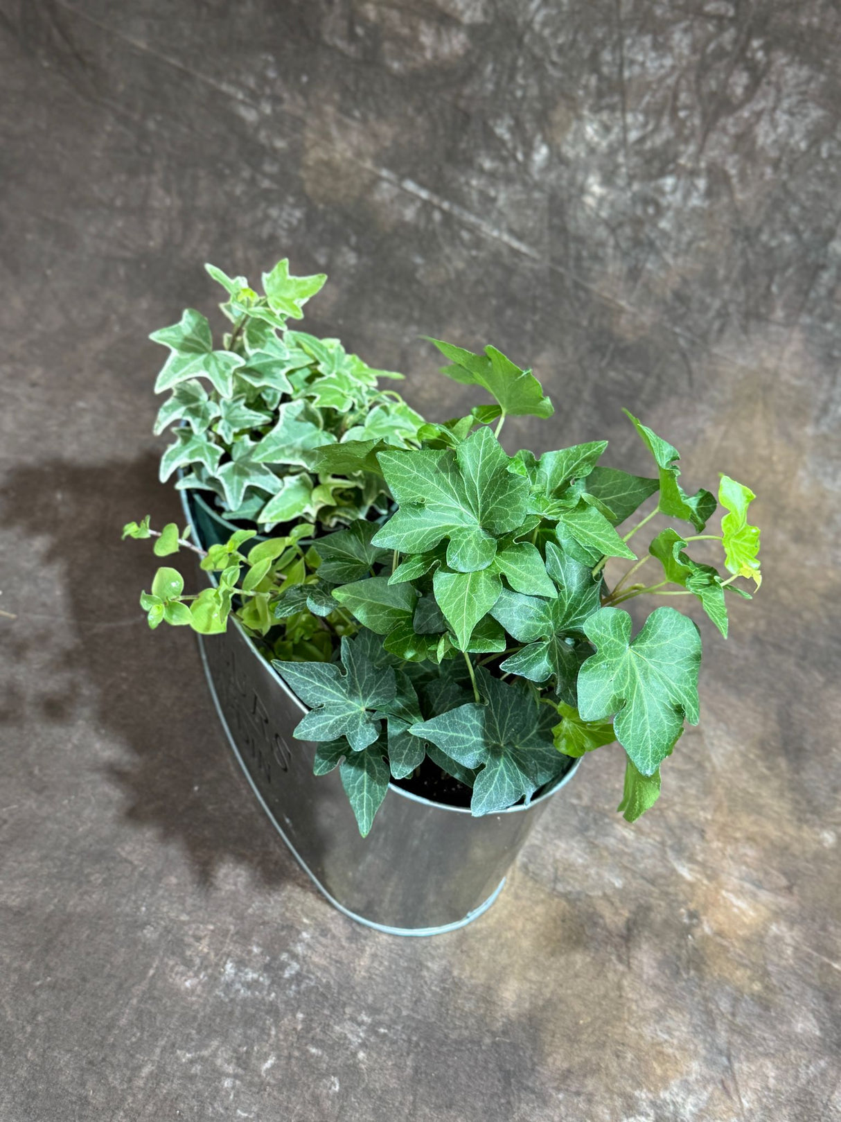 Live Dish Garden – Variegated Ivy, Green Ivy & Golden Callisia in Metal Planter – Lush Indoor Plant Set for Home or Office Gift – Live Plant Trio in 4-Inch & 2-Inch Pots
