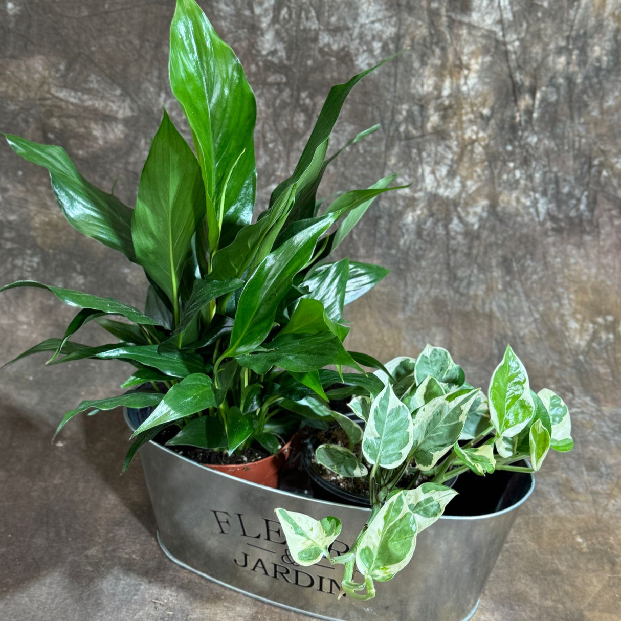 Indoor Plant Set of 2 in a Metal Tray - Dish Garden with Peace Lily & Njoy Pothos in 4-Inch Pots – Tranquil Dish Garden in Metal Tray – Lush Green Air Purifying Houseplants