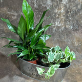 Indoor Plant Set of 2 in a Metal Tray - Dish Garden with Peace Lily & Njoy Pothos in 4-Inch Pots – Tranquil Dish Garden in Metal Tray – Lush Green Air Purifying Houseplants
