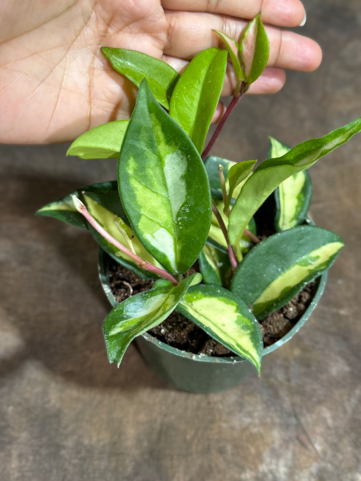 Hoya Carnosa Rubra "Mediopicta" in a 4" Grow Pot - Krimson Princess