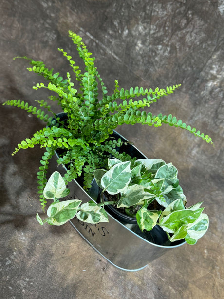 Dish Garden with Lemon Butten& Njoy Pothos in 4-Inch Pots – Live Indoor Plants in Decorative Metal Planter – Low Maintenance Greenery for Home or Office - Gift Plants