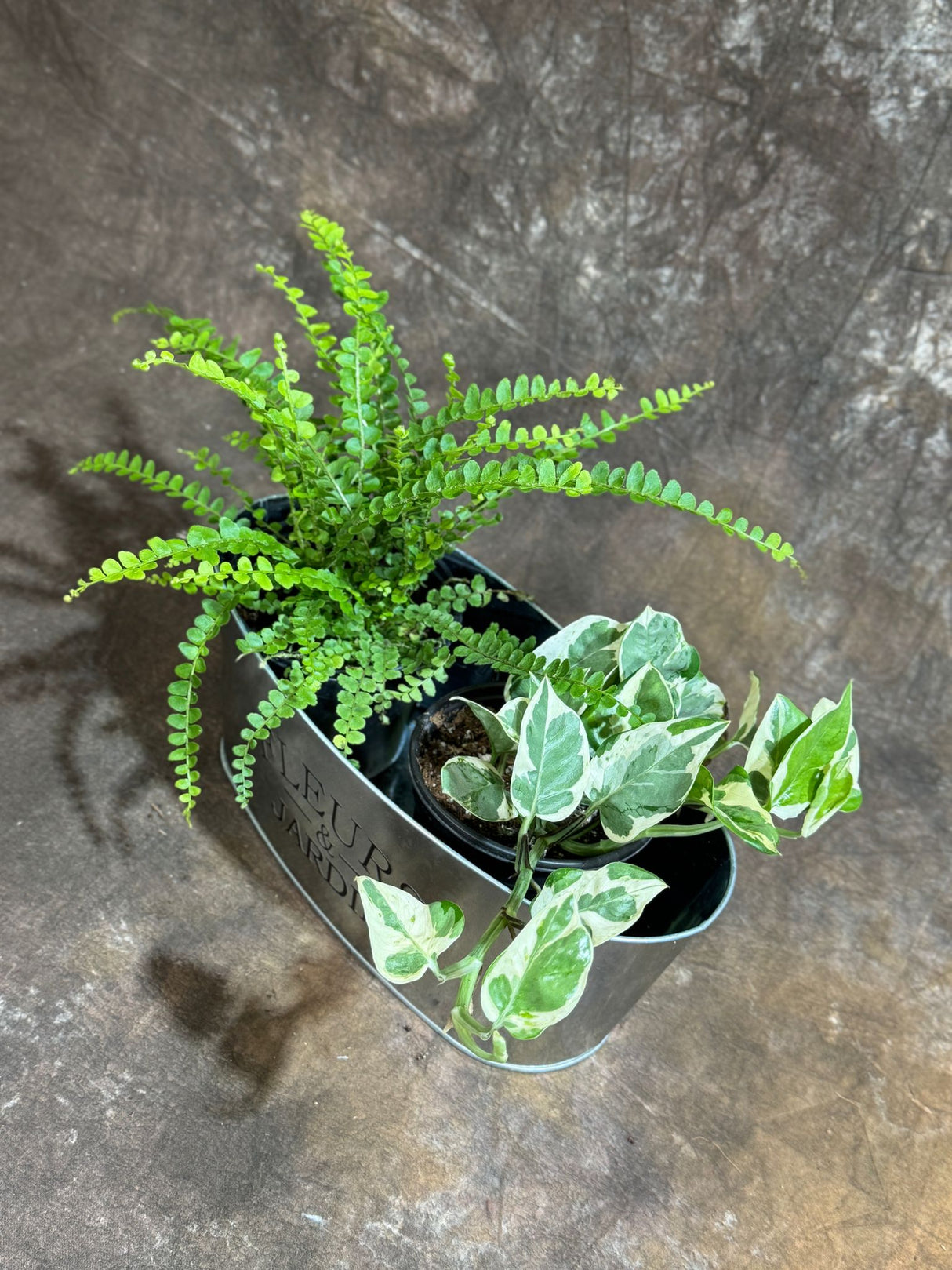 Dish Garden with Lemon Butten& Njoy Pothos in 4-Inch Pots – Live Indoor Plants in Decorative Metal Planter – Low Maintenance Greenery for Home or Office - Gift Plants