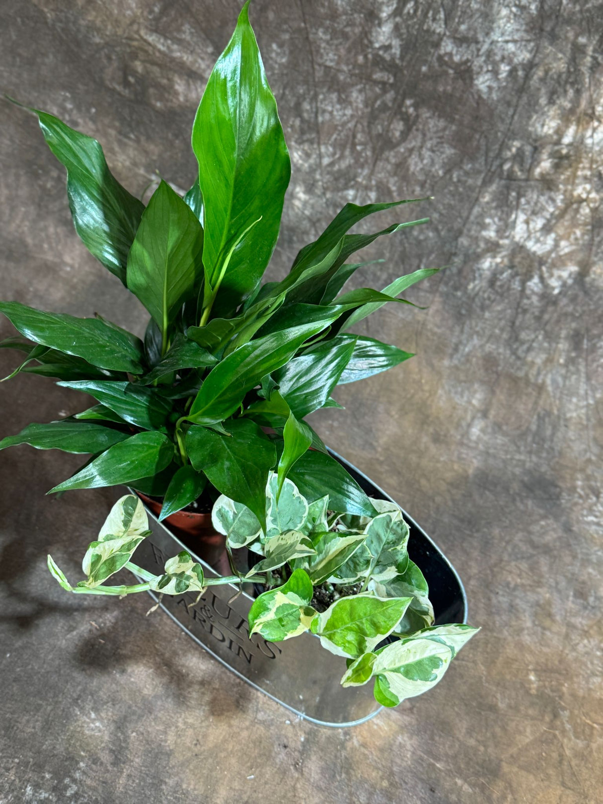 Indoor Plant Set of 2 in a Metal Tray - Dish Garden with Peace Lily & Njoy Pothos in 4-Inch Pots – Tranquil Dish Garden in Metal Tray – Lush Green Air Purifying Houseplants