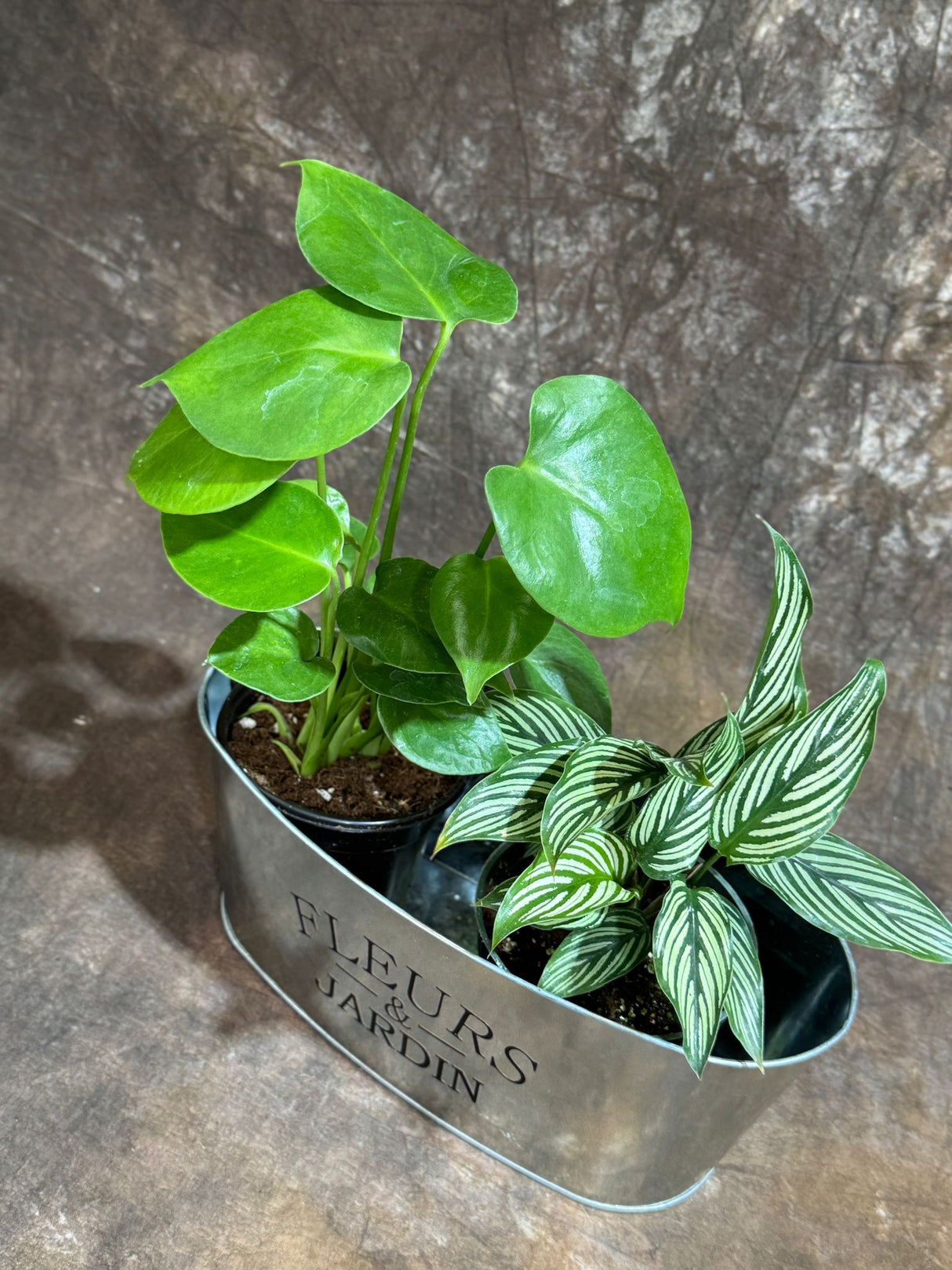 Lush Dish Garden with Monstera Deliciosa & Calathea Vittata – Indoor Plant Pair in Decorative Metal Planter – Air-Purifying Houseplants in 4-Inch Pots – Beautiful Greenery Gift