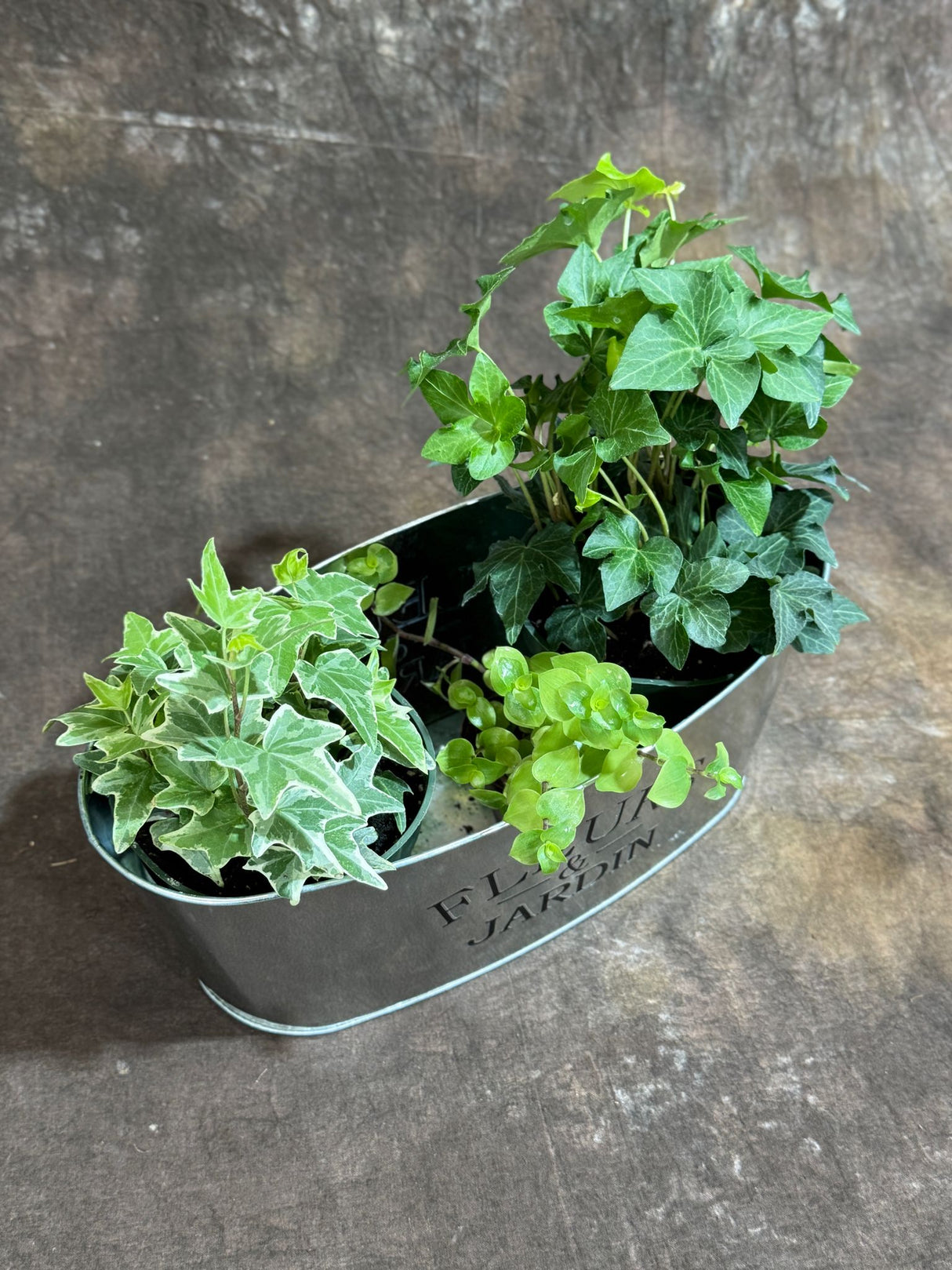Live Dish Garden – Variegated Ivy, Green Ivy & Golden Callisia in Metal Planter – Lush Indoor Plant Set for Home or Office Gift – Live Plant Trio in 4-Inch & 2-Inch Pots