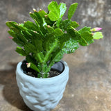 Schlumbergera Bridgesii in a 4" Ceramic Pot – Christmas Cactus – Live Indoor Cactus Plant