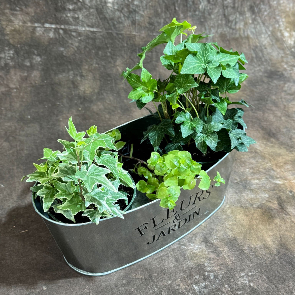 Live Dish Garden – Variegated Ivy, Green Ivy & Golden Callisia in Metal Planter – Lush Indoor Plant Set for Home or Office Gift – Live Plant Trio in 4-Inch & 2-Inch Pots