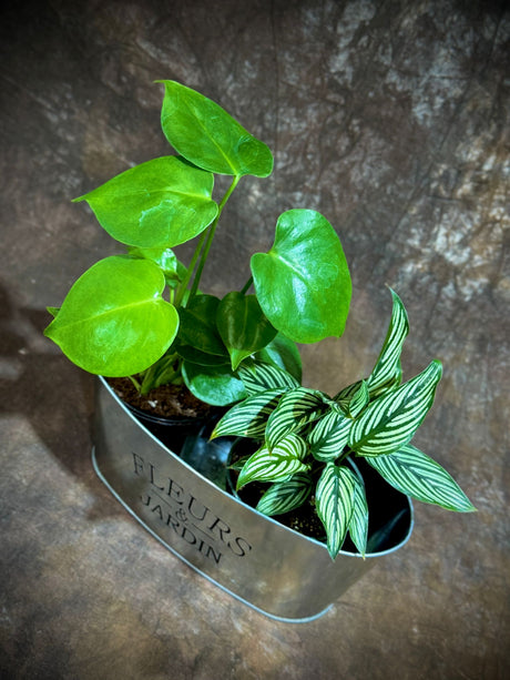 Lush Dish Garden with Monstera Deliciosa & Calathea Vittata – Indoor Plant Pair in Decorative Metal Planter – Air-Purifying Houseplants in 4-Inch Pots – Beautiful Greenery Gift