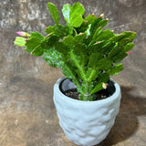Schlumbergera Bridgesii in a 4" Ceramic Pot – Christmas Cactus – Live Indoor Cactus Plant