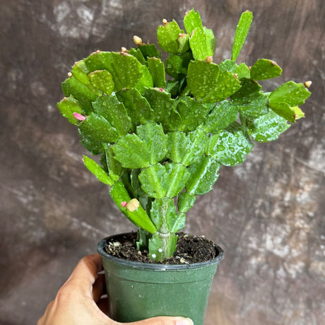 Schlumbergera Bridgesii in a 4" Ceramic Pot – Christmas Cactus – Live Indoor Cactus Plant