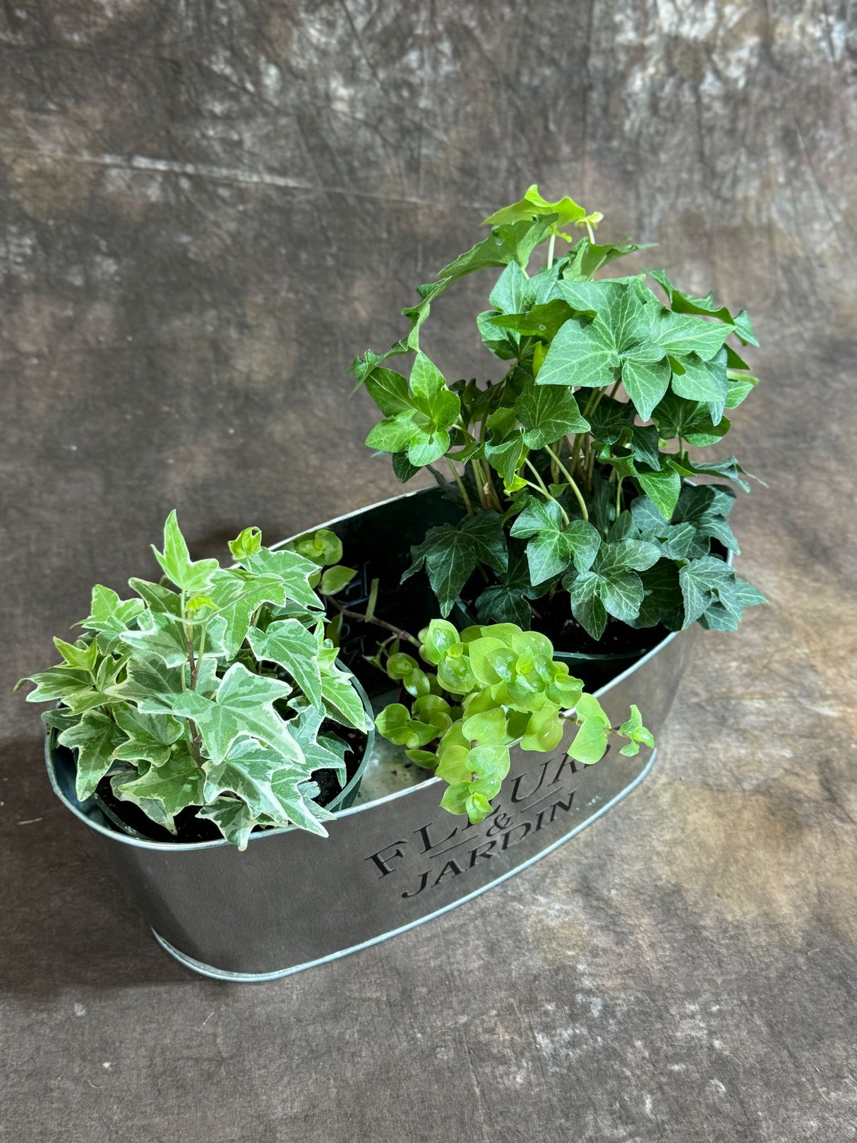 Live Dish Garden – Variegated Ivy, Green Ivy & Golden Callisia in Metal Planter – Lush Indoor Plant Set for Home or Office Gift – Live Plant Trio in 4-Inch & 2-Inch Pots