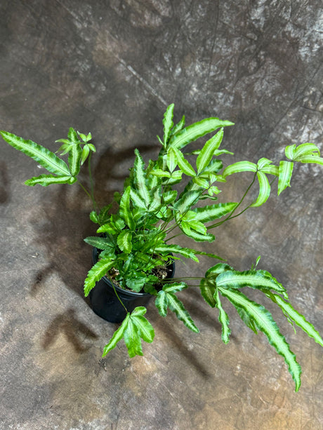 Pteris Cretica "Albolineata" Albo Fern in a 4" Grow Pot - Variegated Silver Ribbon Fern - Pteridaceae Cretan Brake