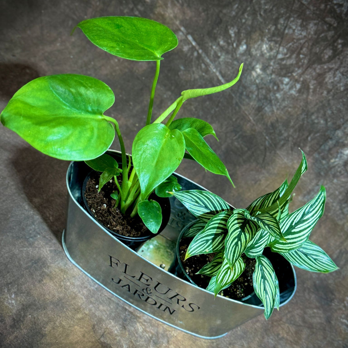 Lush Dish Garden with Monstera Deliciosa & Calathea Vittata – Indoor Plant Pair in Decorative Metal Planter – Air-Purifying Houseplants in 4-Inch Pots – Beautiful Greenery Gift