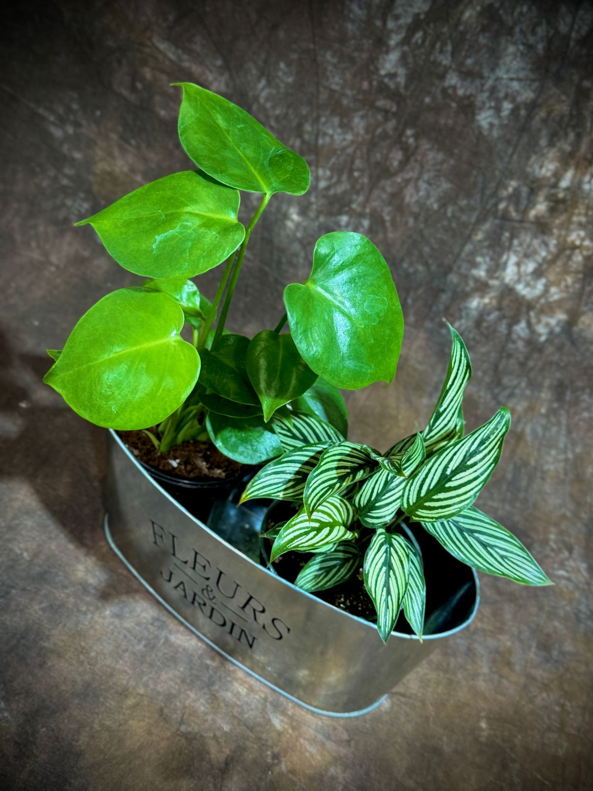 Lush Dish Garden with Monstera Deliciosa & Calathea Vittata – Indoor Plant Pair in Decorative Metal Planter – Air-Purifying Houseplants in 4-Inch Pots – Beautiful Greenery Gift