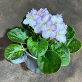 African Violet White in 4” Ceramic Cup - Saintpaulia Ionantha - White Indoor Blooming Flower Plant (Copy) (Copy)