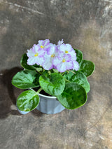 African Violet White in 4” Ceramic Cup - Saintpaulia Ionantha - White Indoor Blooming Flower Plant (Copy) (Copy)