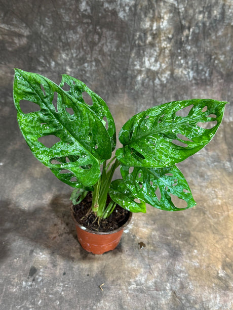 Monstera Adansonii in a 4" Grow Pot  – Swiss Cheese Plant – Live Indoor Plant