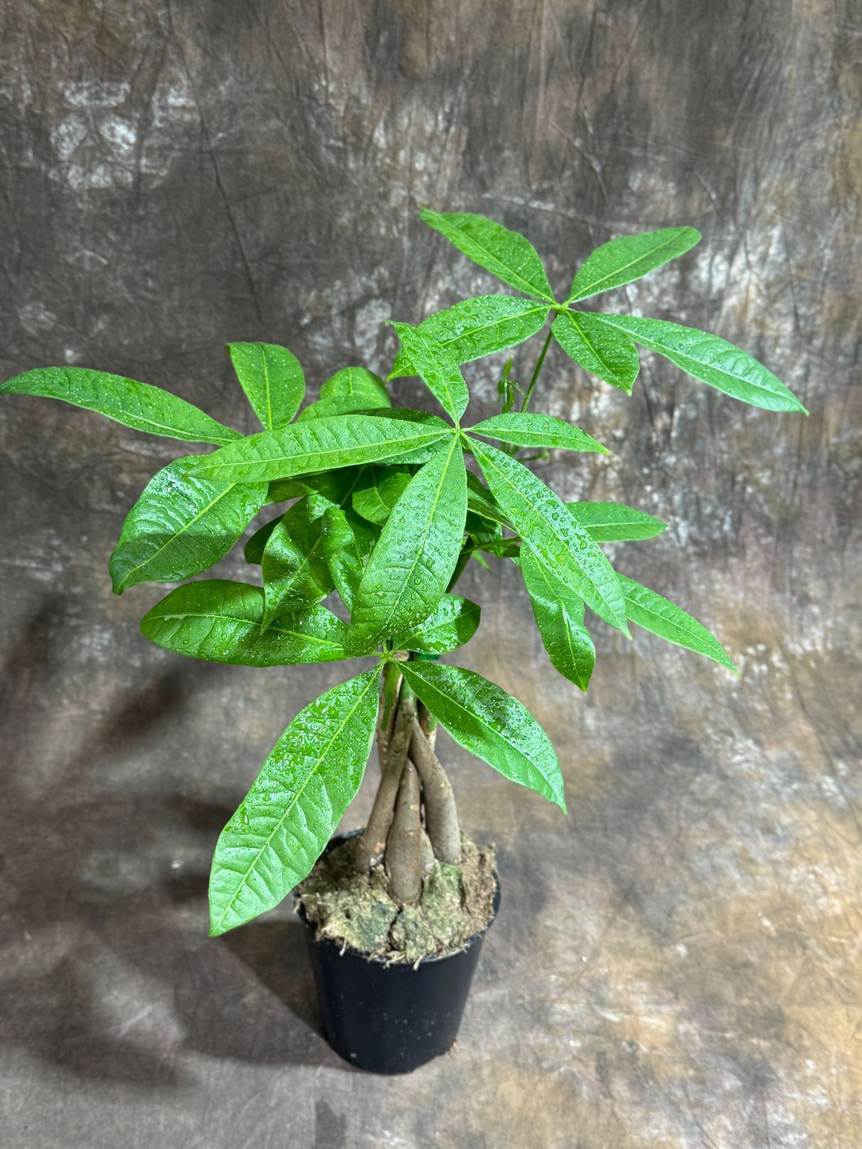 Money Tree in 4" Grow Pot – Pachira Aquatica – Live Indoor Money Plant – Low Light Indoor Plant – Low Maintenance Houseplant – Air-Purifying Plant