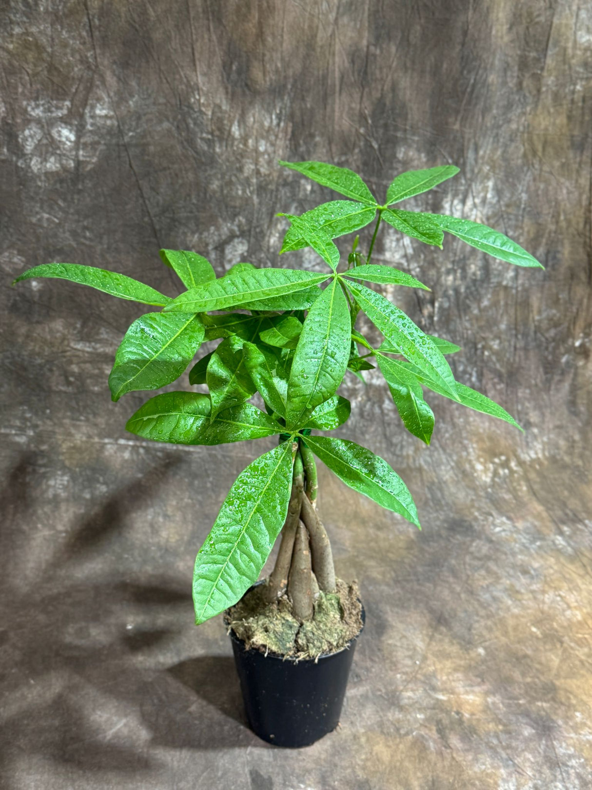 Money Tree in 4" Grow Pot – Pachira Aquatica – Live Indoor Money Plant – Low Light Indoor Plant – Low Maintenance Houseplant – Air-Purifying Plant