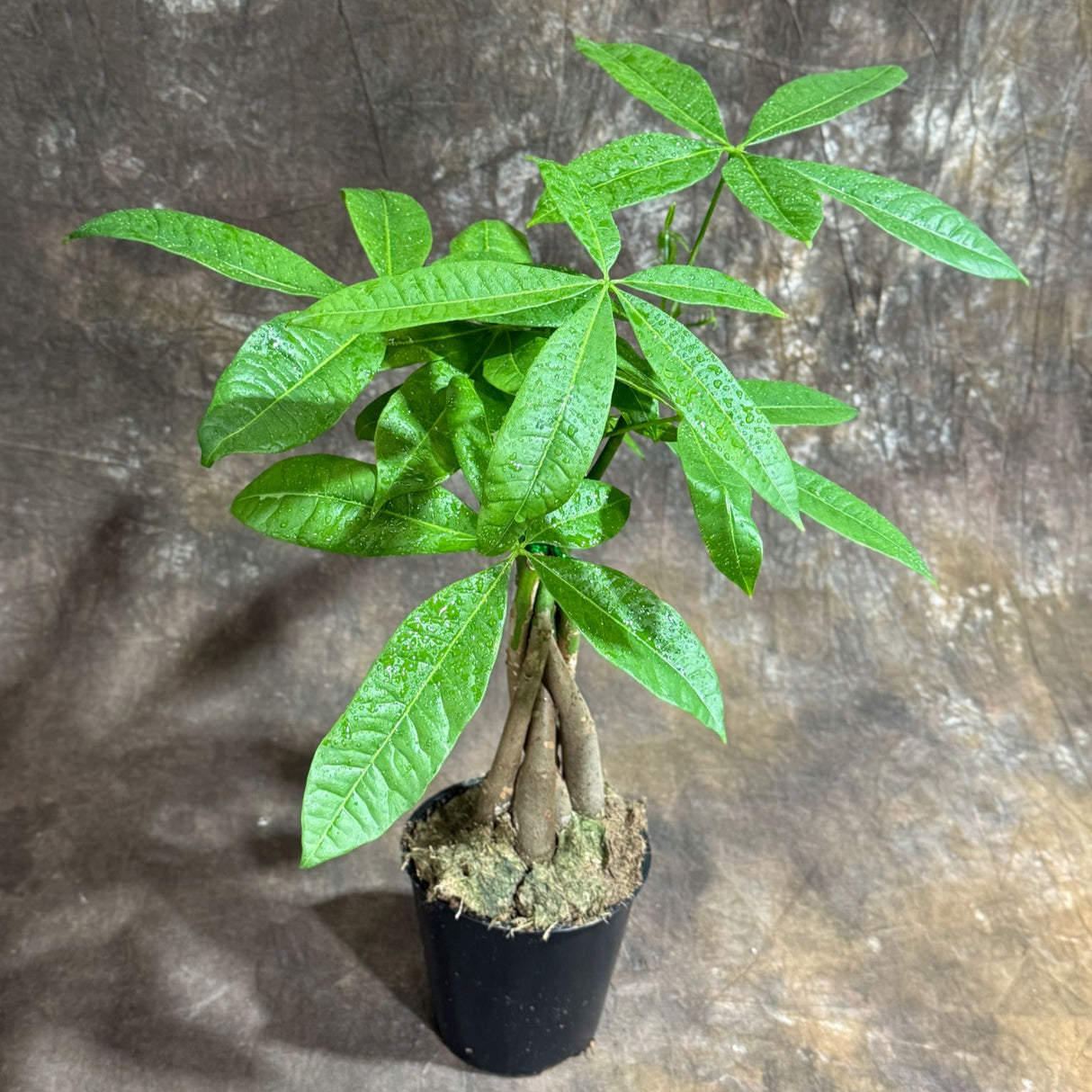 Money Tree in 4" Grow Pot – Pachira Aquatica – Live Indoor Money Plant – Low Light Indoor Plant – Low Maintenance Houseplant – Air-Purifying Plant