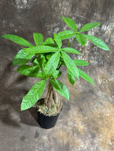 Money Tree in 4" Grow Pot – Pachira Aquatica – Live Indoor Money Plant – Low Light Indoor Plant – Low Maintenance Houseplant – Air-Purifying Plant