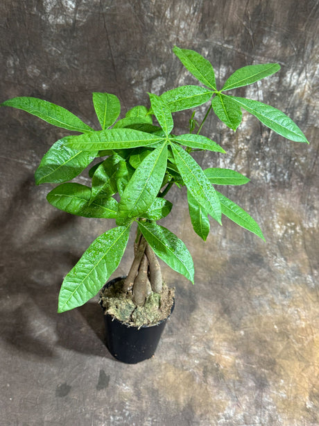Money Tree in 4" Grow Pot – Pachira Aquatica – Live Indoor Money Plant – Low Light Indoor Plant – Low Maintenance Houseplant – Air-Purifying Plant