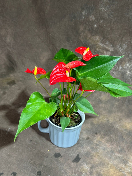 Red Anthurium in 4" Ceramic Cup – Anthurium Andraeanum – Tropical Flamingo Lily