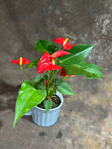 Red Anthurium in 4" Ceramic Cup – Anthurium Andraeanum – Tropical Flamingo Lily