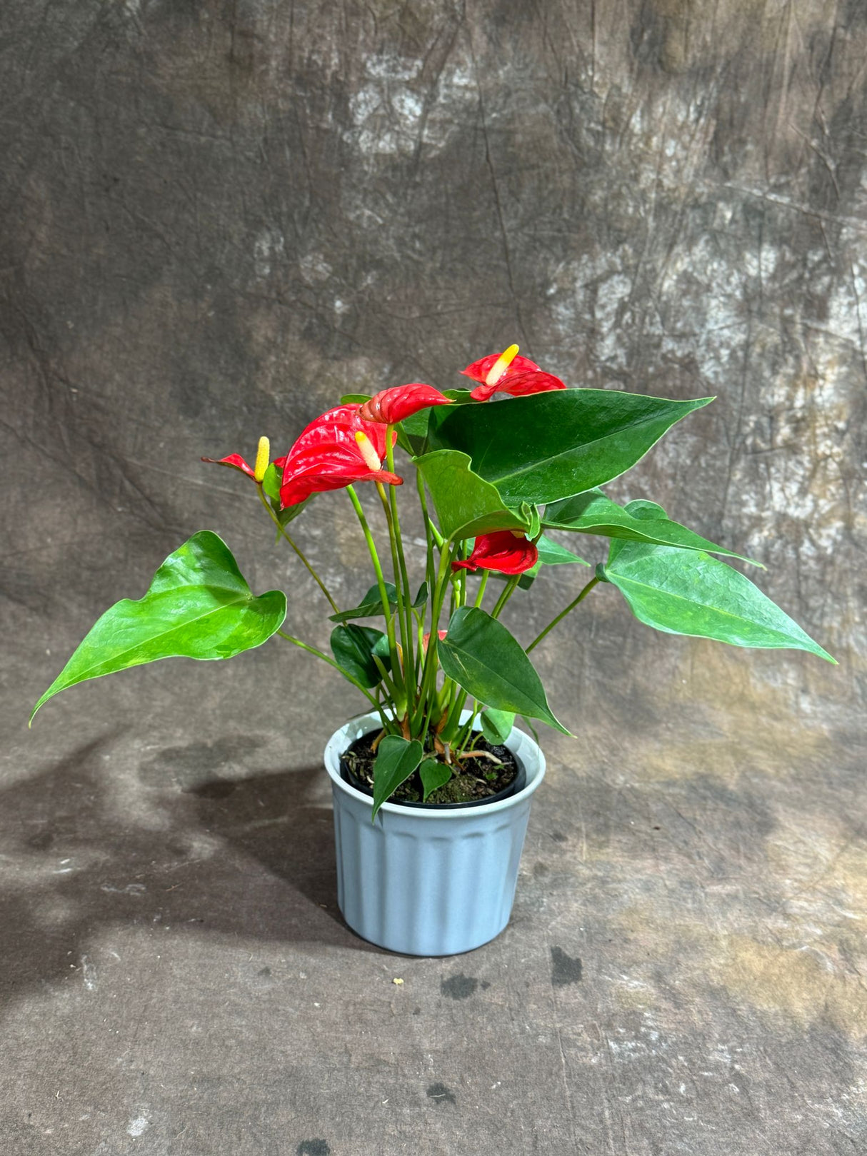 Red Anthurium in 4" Ceramic Cup – Anthurium Andraeanum – Tropical Flamingo Lily