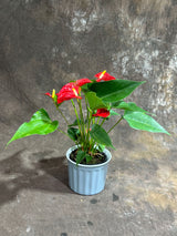 Red Anthurium in 4" Ceramic Cup – Anthurium Andraeanum – Tropical Flamingo Lily
