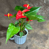 Red Anthurium in 4" Ceramic Cup – Anthurium Andraeanum – Tropical Flamingo Lily