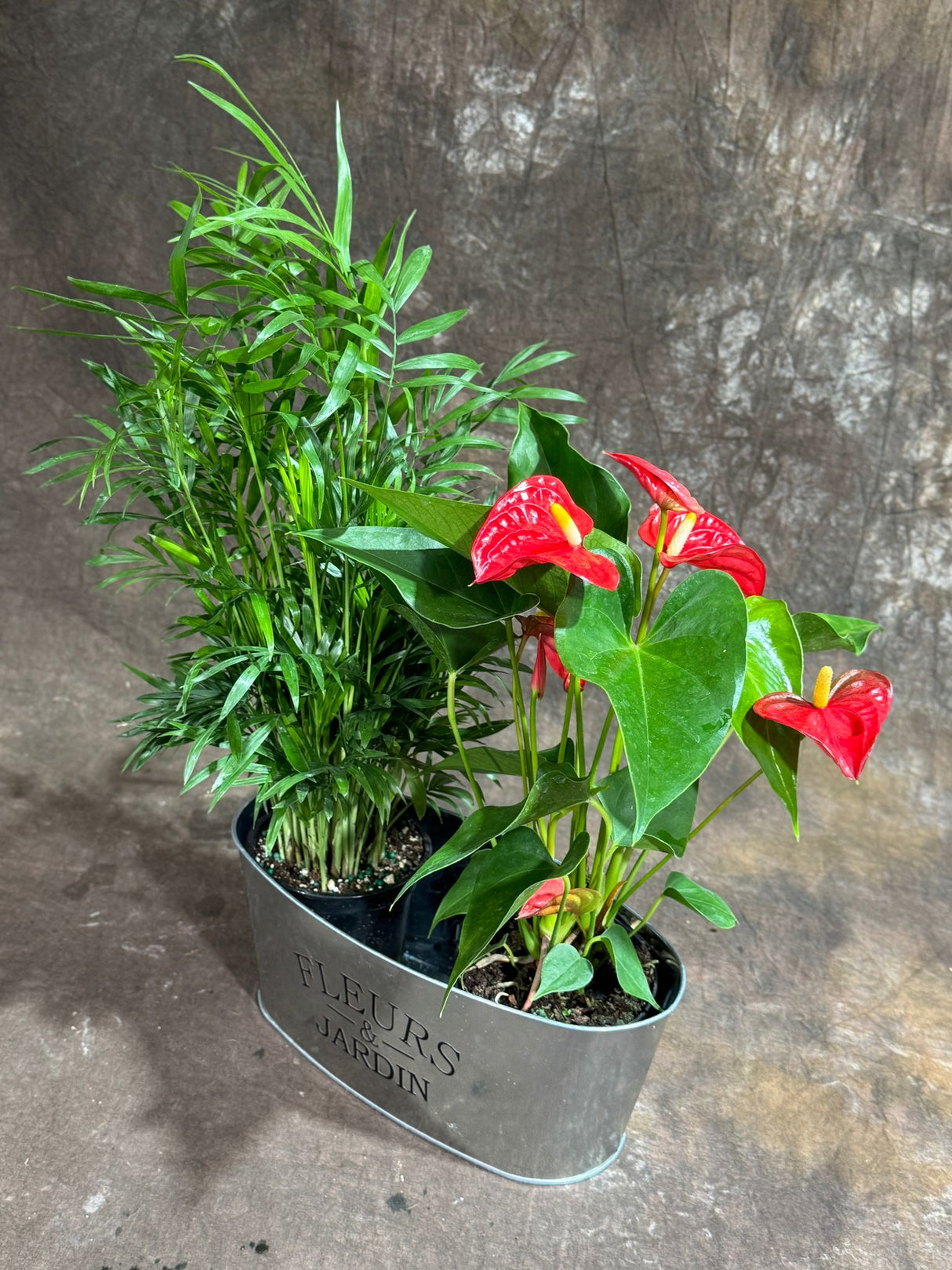 Lush Dish Garden with Anthurium Flower Plant & Parlour Palm – Indoor Plants in 4-Inch Pots – Stylish Greenery in Decorative Metal Planter - Gift Plant Set