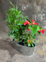 Lush Dish Garden with Anthurium Flower Plant & Parlour Palm – Indoor Plants in 4-Inch Pots – Stylish Greenery in Decorative Metal Planter - Gift Plant Set