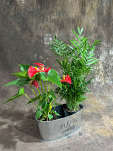 Lush Dish Garden with Anthurium Flower Plant & Parlour Palm – Indoor Plants in 4-Inch Pots – Stylish Greenery in Decorative Metal Planter - Gift Plant Set