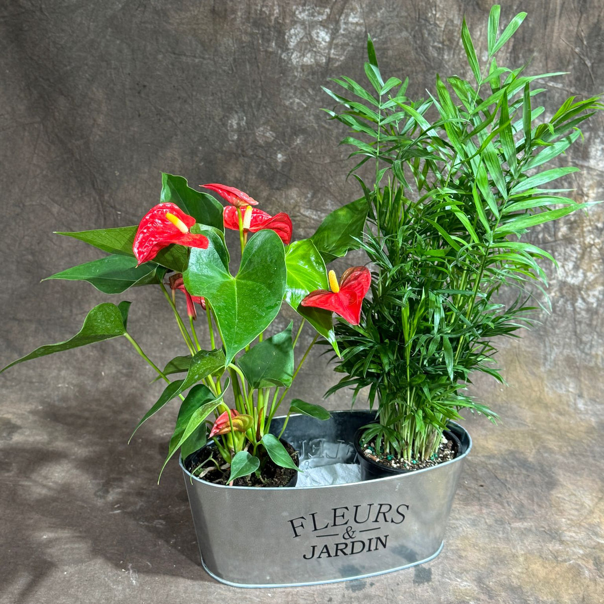 Lush Dish Garden with Anthurium Flower Plant & Parlour Palm – Indoor Plants in 4-Inch Pots – Stylish Greenery in Decorative Metal Planter - Gift Plant Set